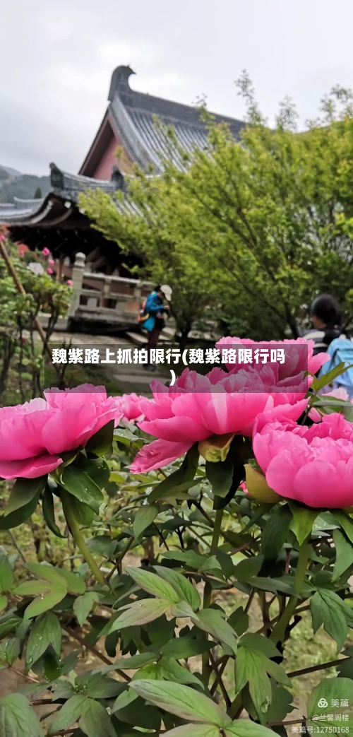 魏紫路上抓拍限行(魏紫路限行吗)-第2张图片